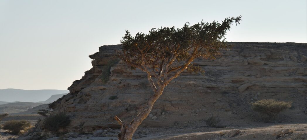 Wadi Dawkah in Oman: on the ancient incense route of Dhofar