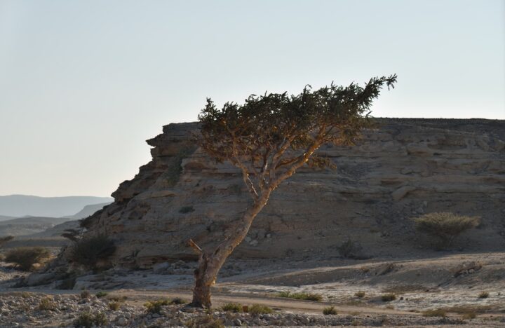 Wadi Dawkah in Oman: op de eeuwenoude wierookroute van Dhofar